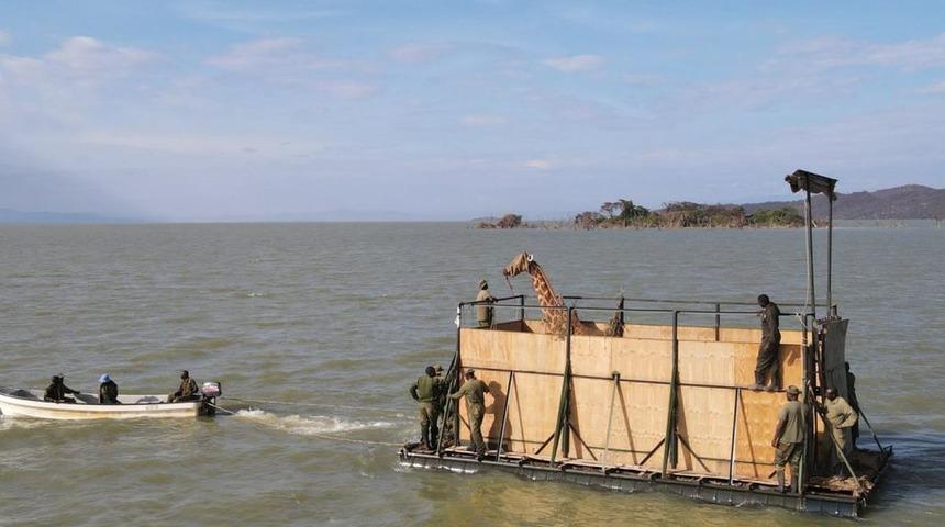 Kenya'daki adada mahsur kalan son anne ve yavru zürafa da kurtarıldı