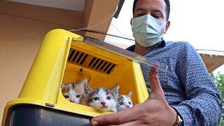 Anne kedi, yavrularını korumak için kendini feda etti