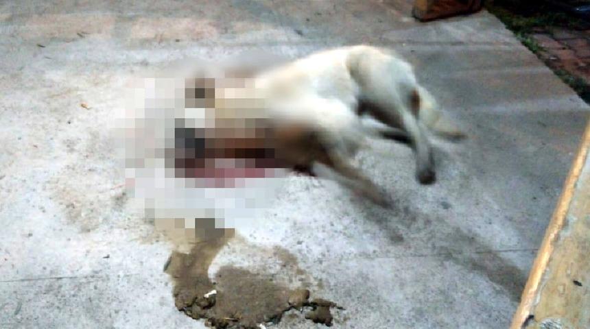 Kütahya'da vahşet! Sokak köpekleri ölü bulundu