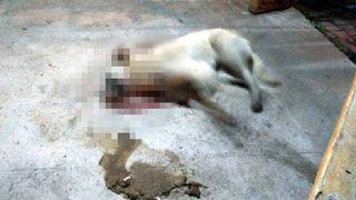 Kütahya'da vahşet! Sokak köpekleri ölü bulundu