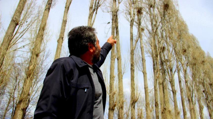 İstilacı kargalar köylülerin korkulu rüyası oldu