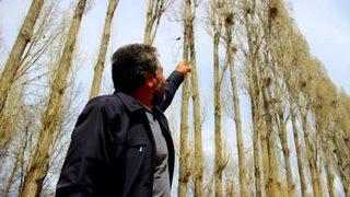 İstilacı kargalar köylülerin korkulu rüyası oldu