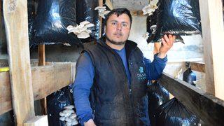İstiridye mantarı yetiştirmeye başladı, siparişlere yetişemiyor