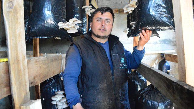 İstiridye mantarı yetiştirmeye başladı, siparişlere yetişemiyor
