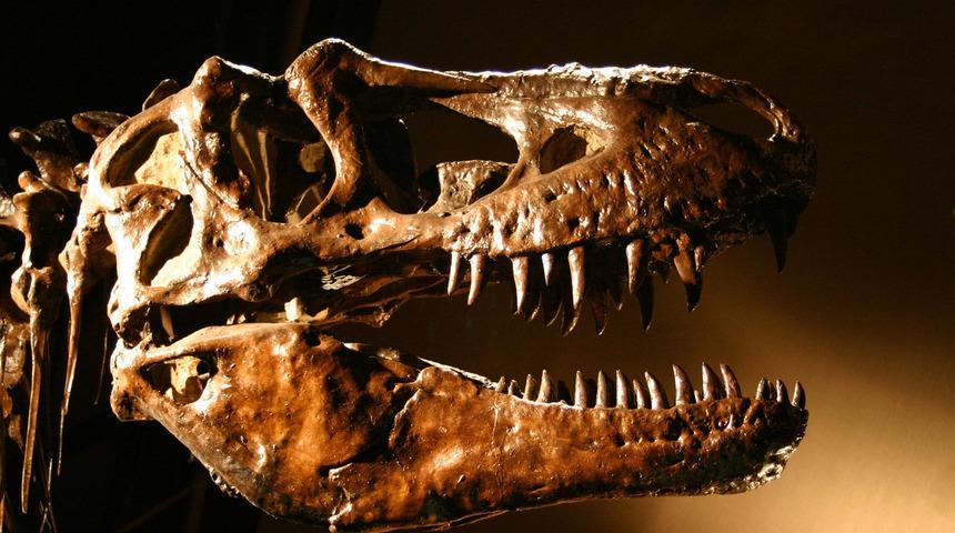 Dinozor araştırması: 2 milyon yıl boyunca 2,5 milyar T-Rex yaşamış