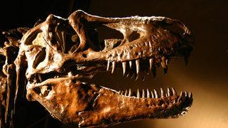Dinozor araştırması: 2 milyon yıl boyunca 2,5 milyar T-Rex yaşamış