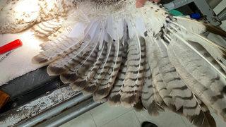 Saatler sürdü! Kanatları olmayan kuş, artık başka bir kuşun kanadıyla uçacak