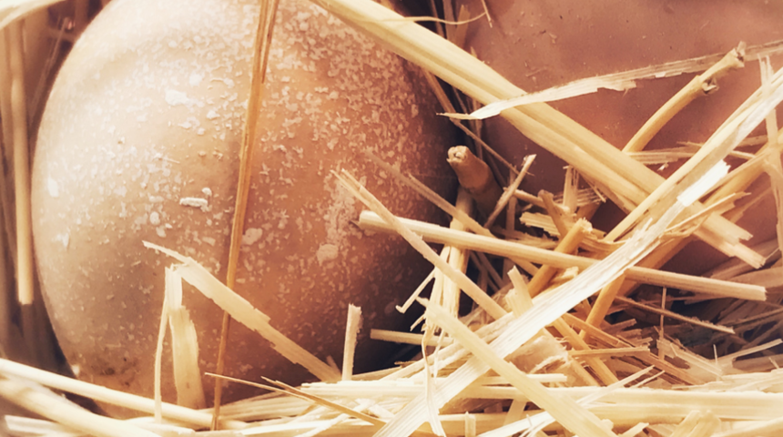 Girdiği iddia sonu oldu! 50 yumurta yemeye çalışırken öldü