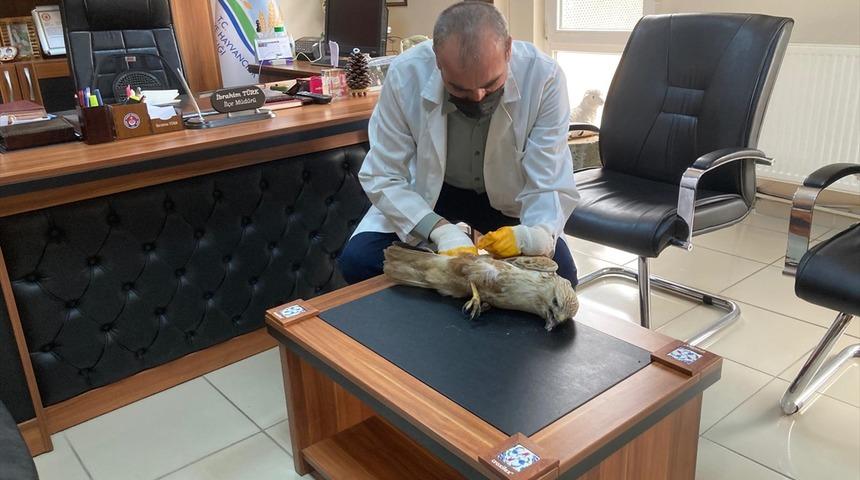 Tokat'ta bir vatandaşın arazide bitkin bulduğu şahin yetkililere teslim edildi