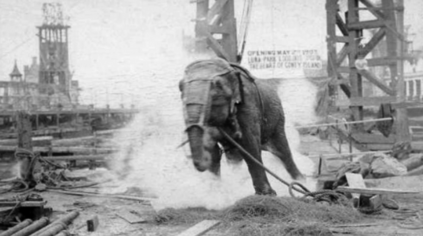 Edison’un önerisiyle 6600 volt elektrik verilerek idam edilen fil: Topsy