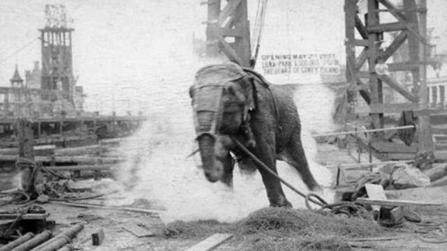 Edison’un önerisiyle 6600 volt elektrik verilerek idam edilen fil: Topsy