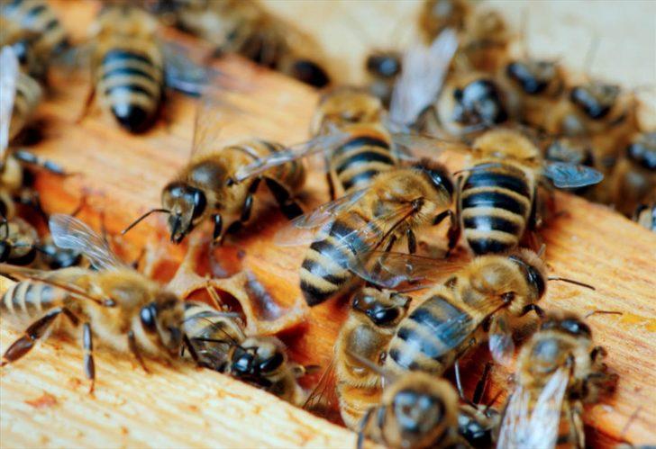 Düzce Üniversitesinde Türkiye'deki bal arısı ırklarının genetik haritası çıkarılacak G1