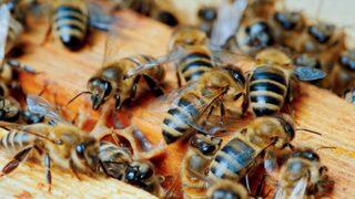 Düzce Üniversitesinde Türkiye'deki bal arısı ırklarının genetik haritası çıkarılacak