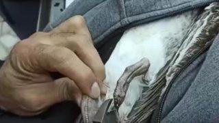 Martının imdadına onlar yetişti! Olta iğnelerini tek tek çıkardılar