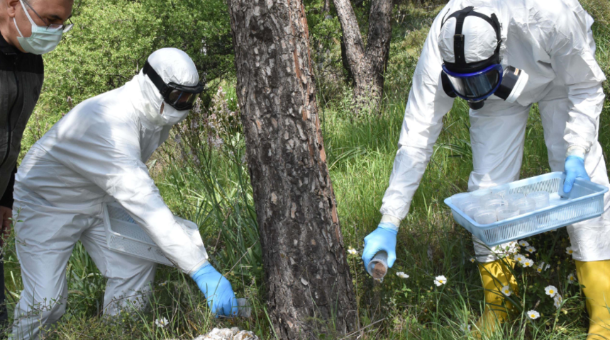 Göreve hazırlar! Çam ormanının terminatör böcekleri laboratuvarda üretildi, doğaya salındı