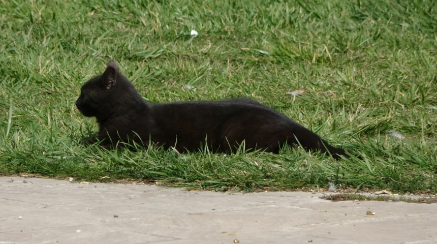 Dakikalarca pusuya yattı, bekledi bekledi ama av hayali hüsranla bitti