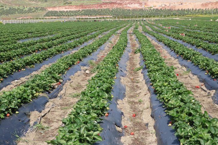 Devlet desteğiyle başladığı çilek üreticiliğinde 70 kişiye istihdam sağlıyor G1