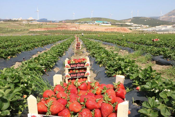 Devlet desteğiyle başladığı çilek üreticiliğinde 70 kişiye istihdam sağlıyor G2