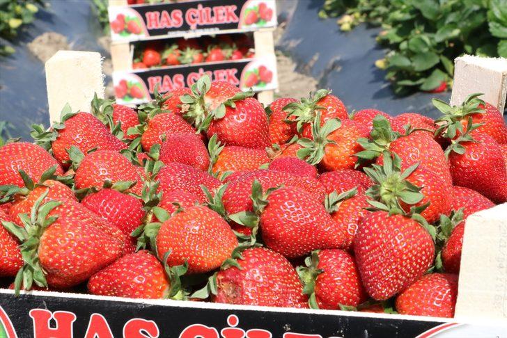 Devlet desteğiyle başladığı çilek üreticiliğinde 70 kişiye istihdam sağlıyor G3