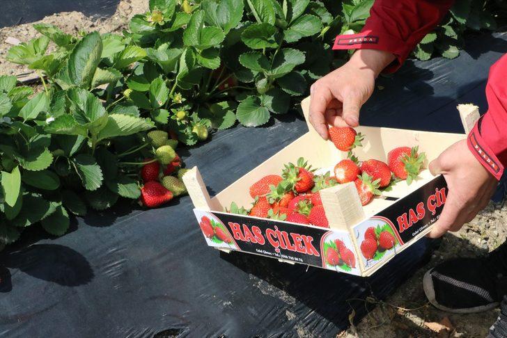 Devlet desteğiyle başladığı çilek üreticiliğinde 70 kişiye istihdam sağlıyor G4