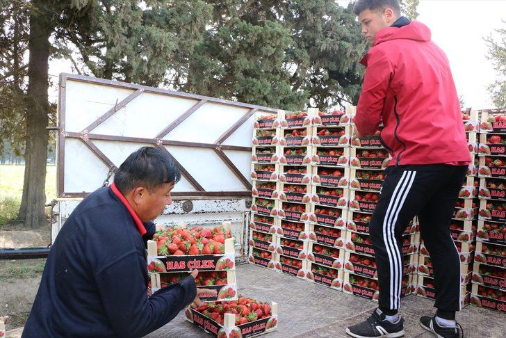 Devlet desteğiyle başladığı çilek üreticiliğinde 70 kişiye istihdam sağlıyor G5