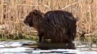 Ağrı'da görüldü! 'Esrarengiz fare' şaşkına çevirdi