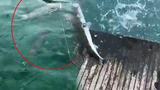 Antalya'da onlarca balon balığı görüntülendi: Nasıl denize gireceğiz?