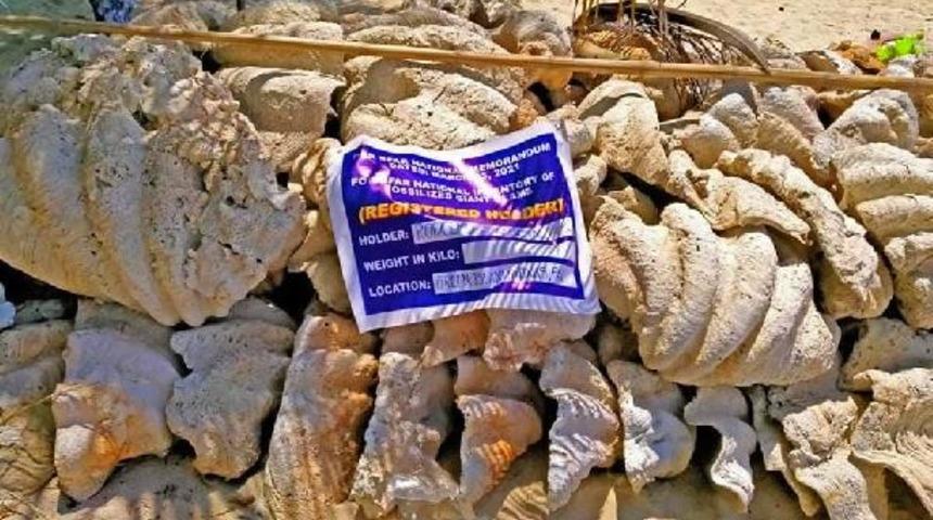 Filipinler’de, 25 milyon dolar değerinde yasa dışı midye kabukları ele geçirildi