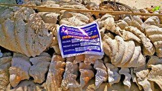 Filipinler’de, 25 milyon dolar değerinde yasa dışı midye kabukları ele geçirildi