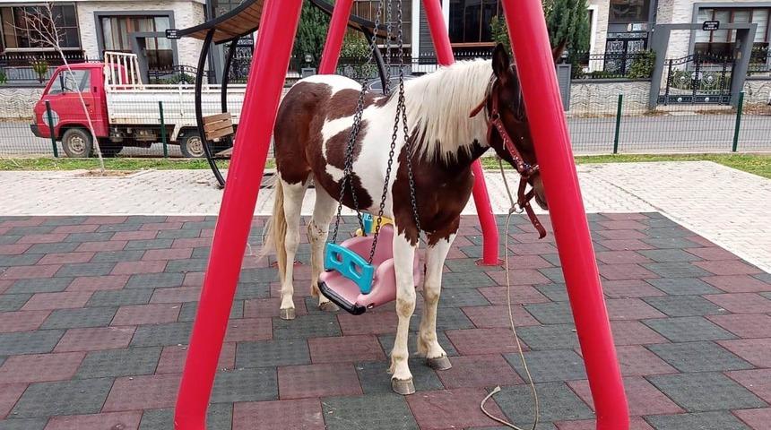 Salıncaktaki atı g&ouml;ren &ccedil;ocuklar şaşkına d&ouml;nd&uuml;: Herhalde bizim gibi sallanmak istedi