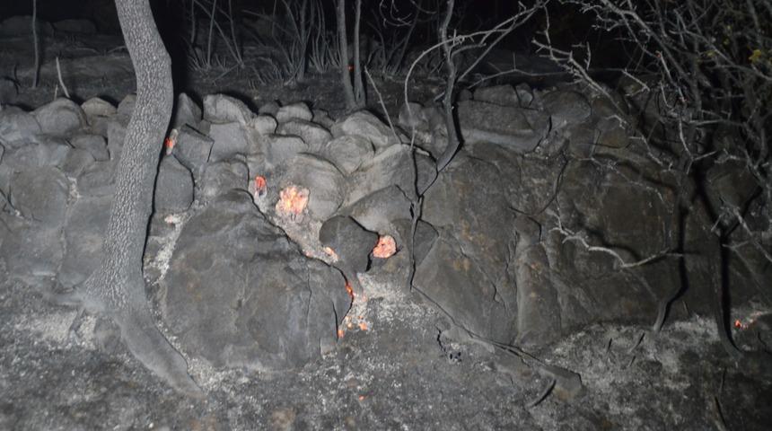 Bodrum'da makilik alanda korkutan yangın