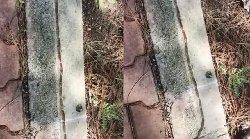 Tırtıl konvoyu görenleri şaşırttı: İlk bakışta yılan sandılar