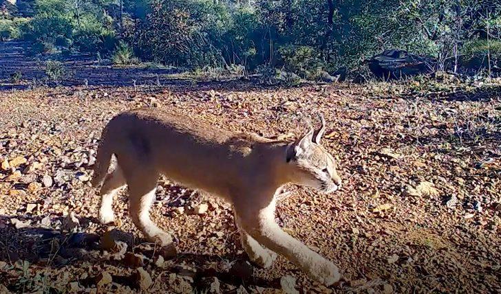 Muğla'da nesli tükenme tehlikesindeki karakulak fotokapanla görüntülendi G1