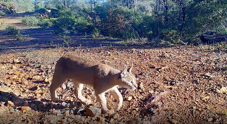 Muğla'da nesli tükenme tehlikesindeki karakulak fotokapanla görüntülendi G2