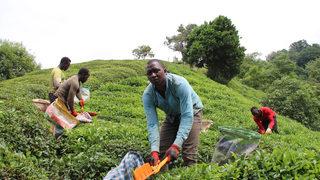 Doğu Karadeniz’e çay işçisi göçü başladı, kritik uyarı geldi