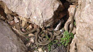 Sürü halinde dolaşan yılanlar hem korkutuyor hem şaşırtıyor