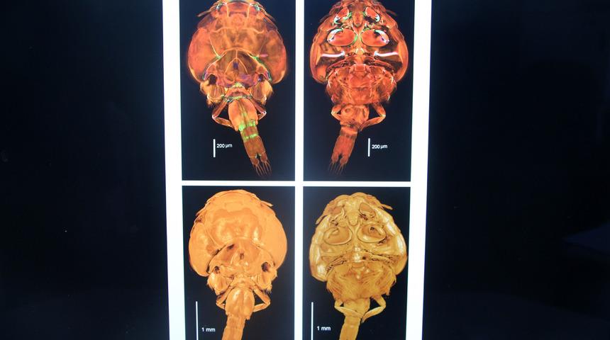 Yeni keşfedilen öldürücü parazite 'Adana' ismini verdiler