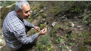 Kuzugöbeği mantarının kilosu 2 bin lira!