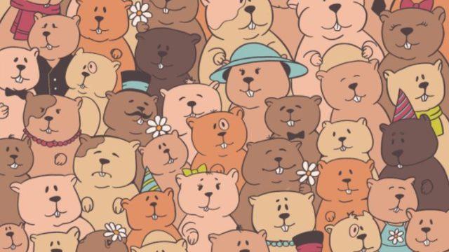 Görsel yeteneğinizi arttıracak bir bulmaca! Saklanan patatesi fark edebildiniz mi?