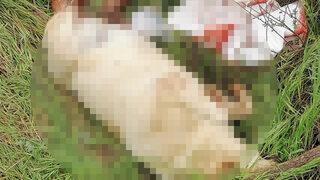 Sokak köpeği öldürülüp çuval içinde araziye atıldı