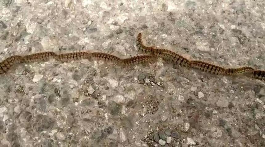 Gören başta yılan sanıyor, gerçeği öğrenince şaşırıyor!