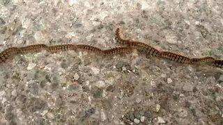 Gören başta yılan sanıyor, gerçeği öğrenince şaşırıyor!