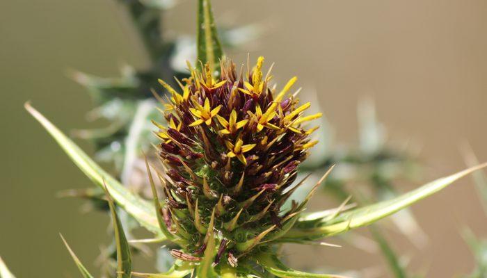 Kapadokya'da yeni bir endemik bitki türü keşfedildi: Gundelia cappadocica