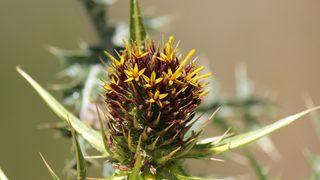 Kapadokya'da yeni bir endemik bitki türü keşfedildi: Gundelia cappadocica