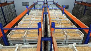 Ege'den hububat, bakliyat ve yağlı tohum ihracatında 550 milyon dolar hedefi