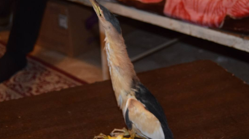 Nesli tükenen kuşu tarlasında buldu, ilk tedaviyi kendisi yaptı