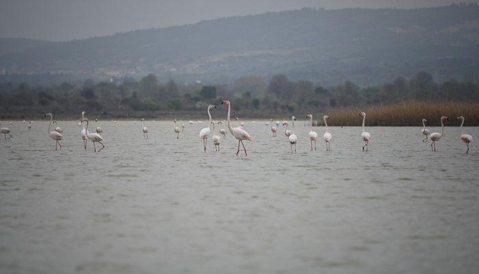 Göç eden flamingolar Çanakkale Tarihi Alan’da durakladı