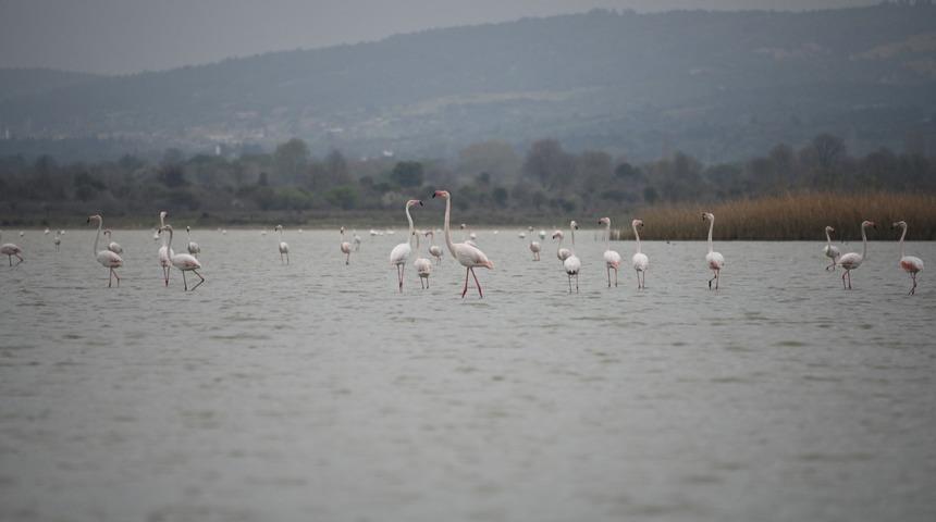 Göç eden flamingolar Çanakkale Tarihi Alan’da durakladı