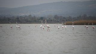Göç eden flamingolar Çanakkale Tarihi Alan’da durakladı