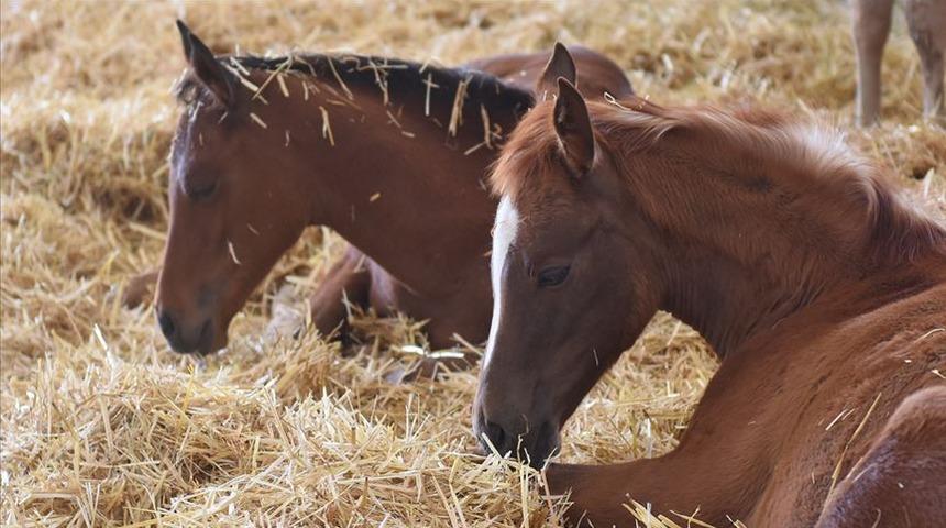 Hatay'daki kayıp atlarla ilgili son dakika gelişmesi! Dörtyol Belediye Başkanı Fadıl Keskin MHP'den istifa etti